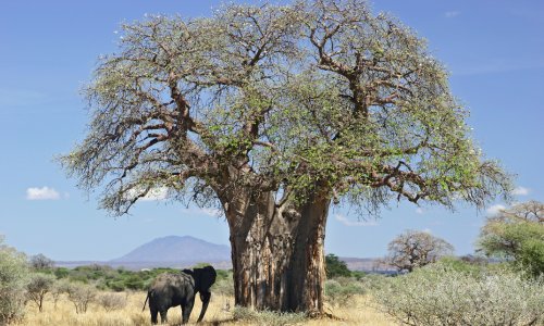 BAOBAB